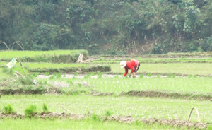Bà con xã Ty Lý, huyện Đà Bắc tận dụng mọi nguồn nước để cấy lúa vụ chiêm- xuân.